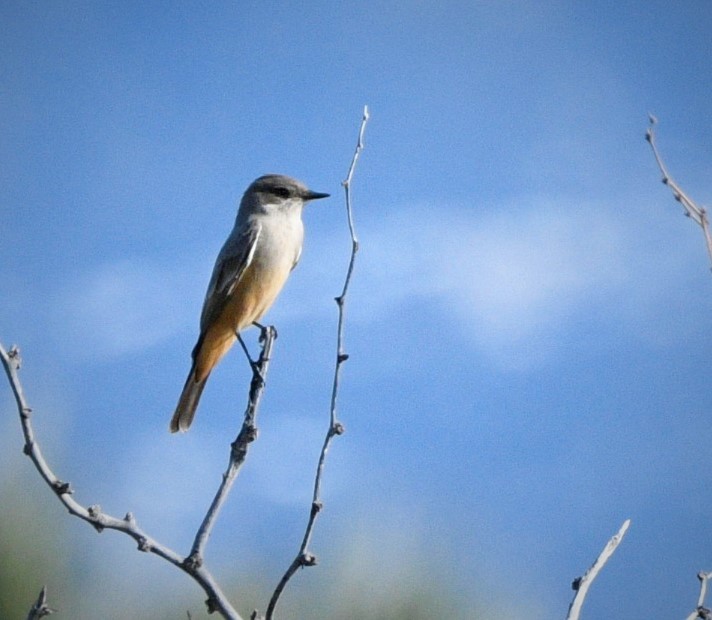 Say's Phoebe - mark perry