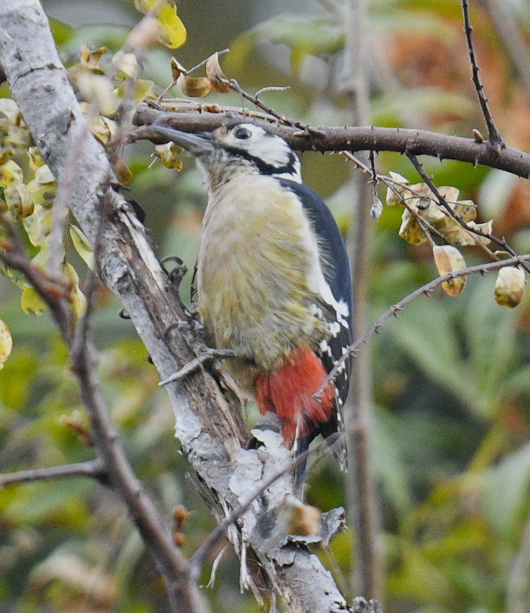 Himalayan Woodpecker - ML514135861