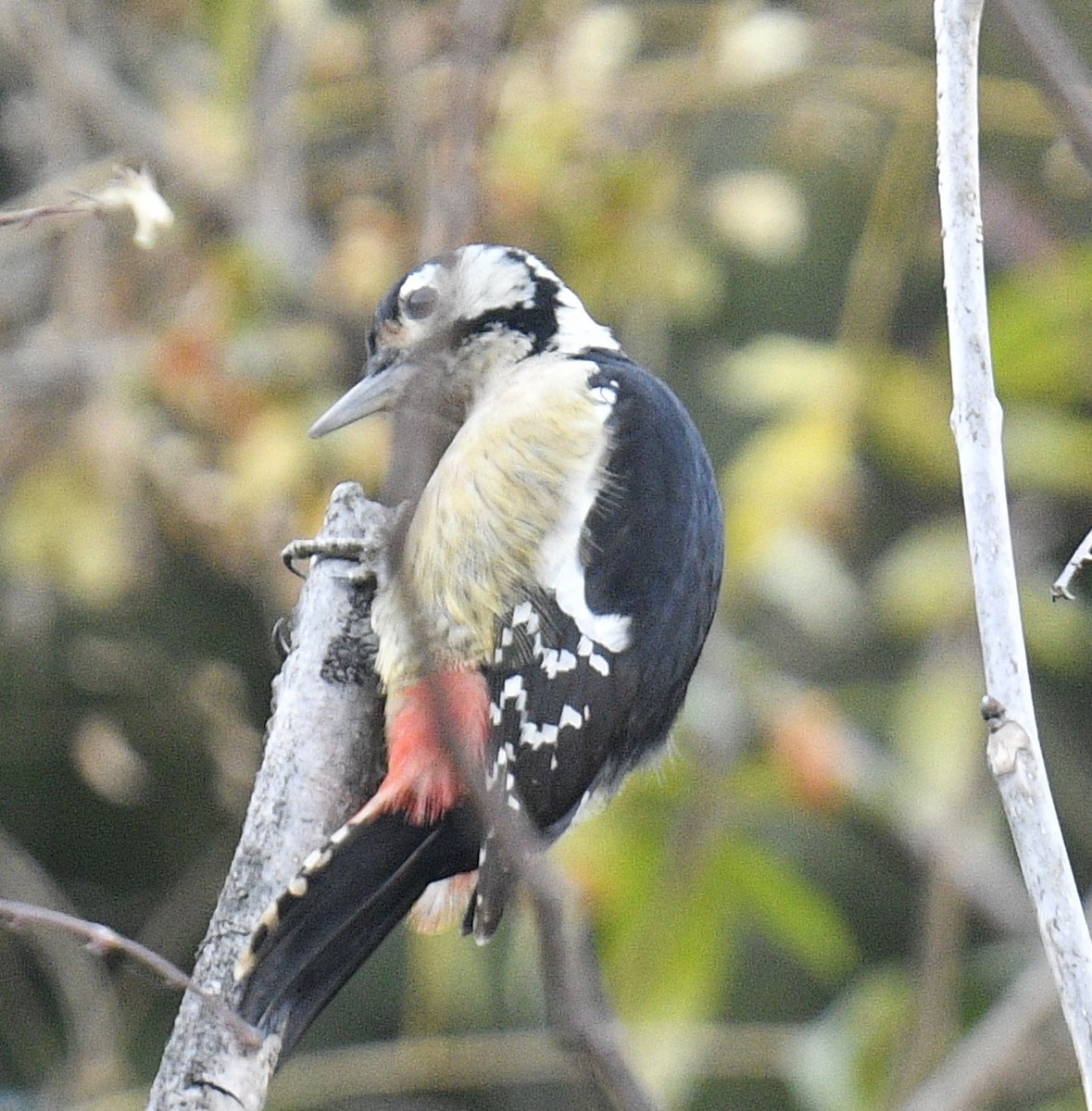 Himalayan Woodpecker - ML514135871