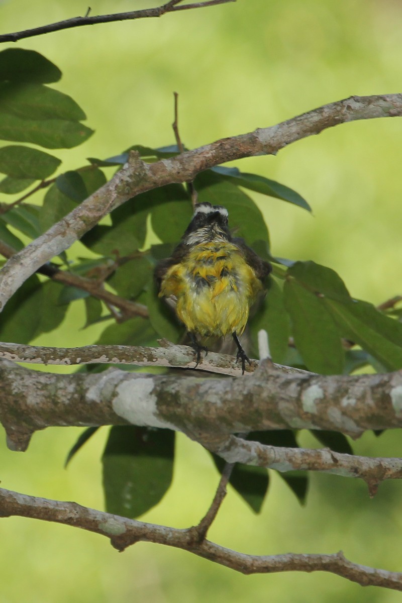 Rusty-margined/Social Flycatcher - Frank Thierfelder