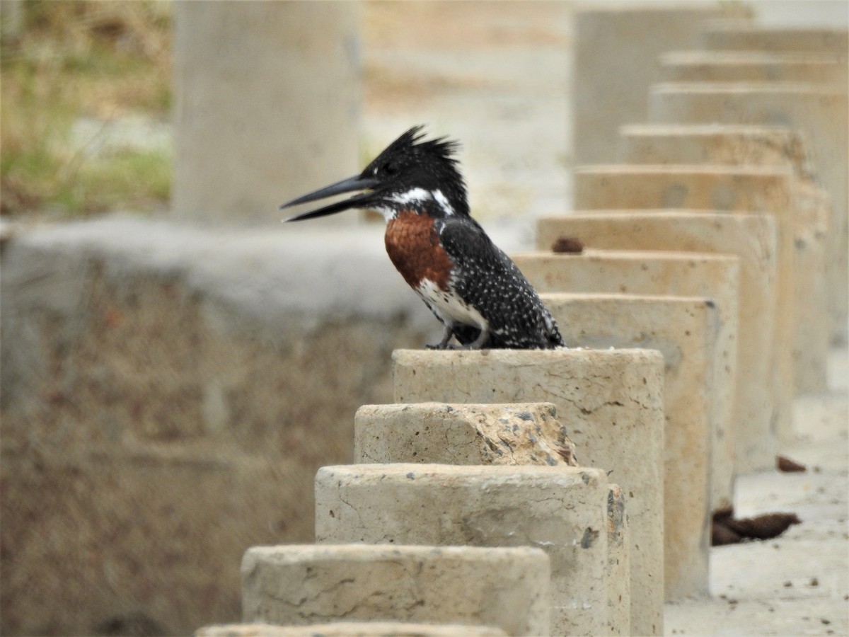 Giant Kingfisher - ML514136131