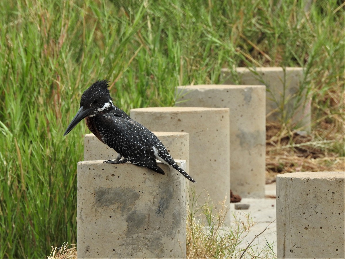 Giant Kingfisher - ML514136271