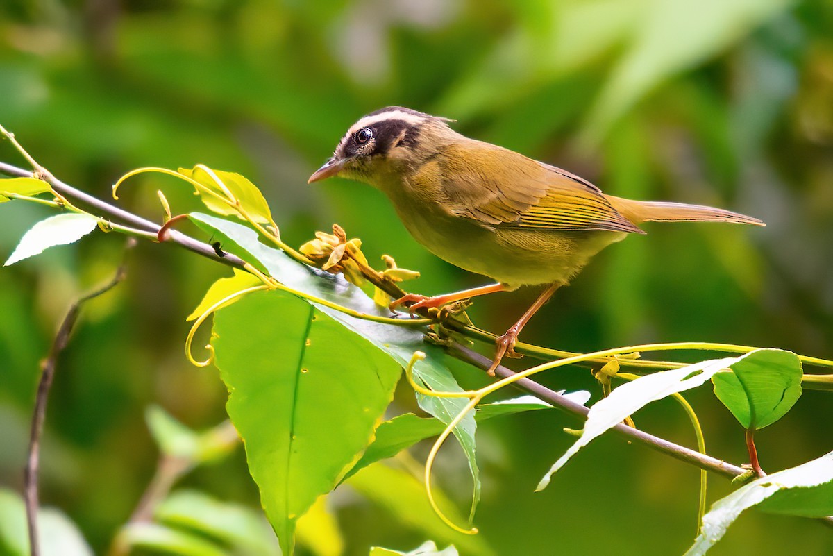 Three-striped Warbler - ML514138161