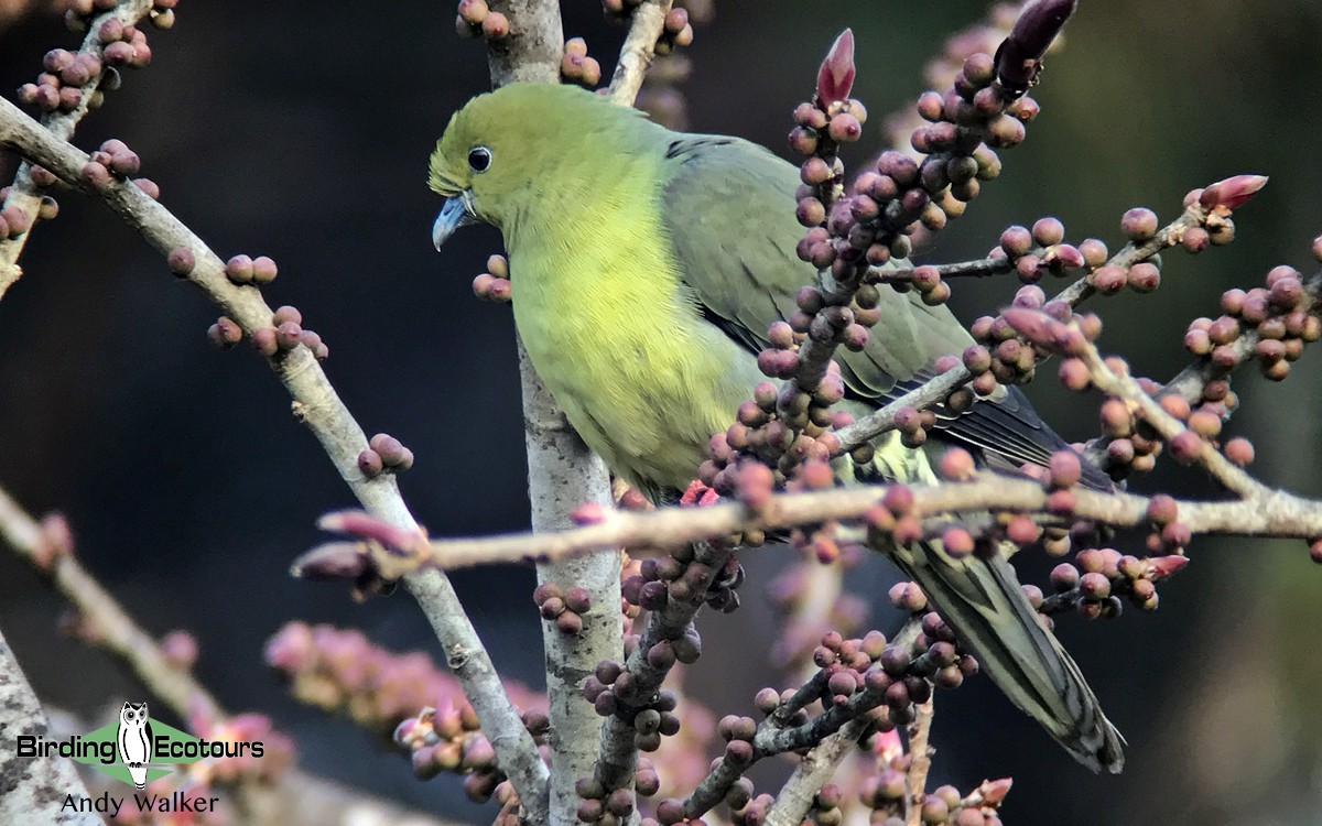 Wedge-tailed Green-Pigeon - ML514139001