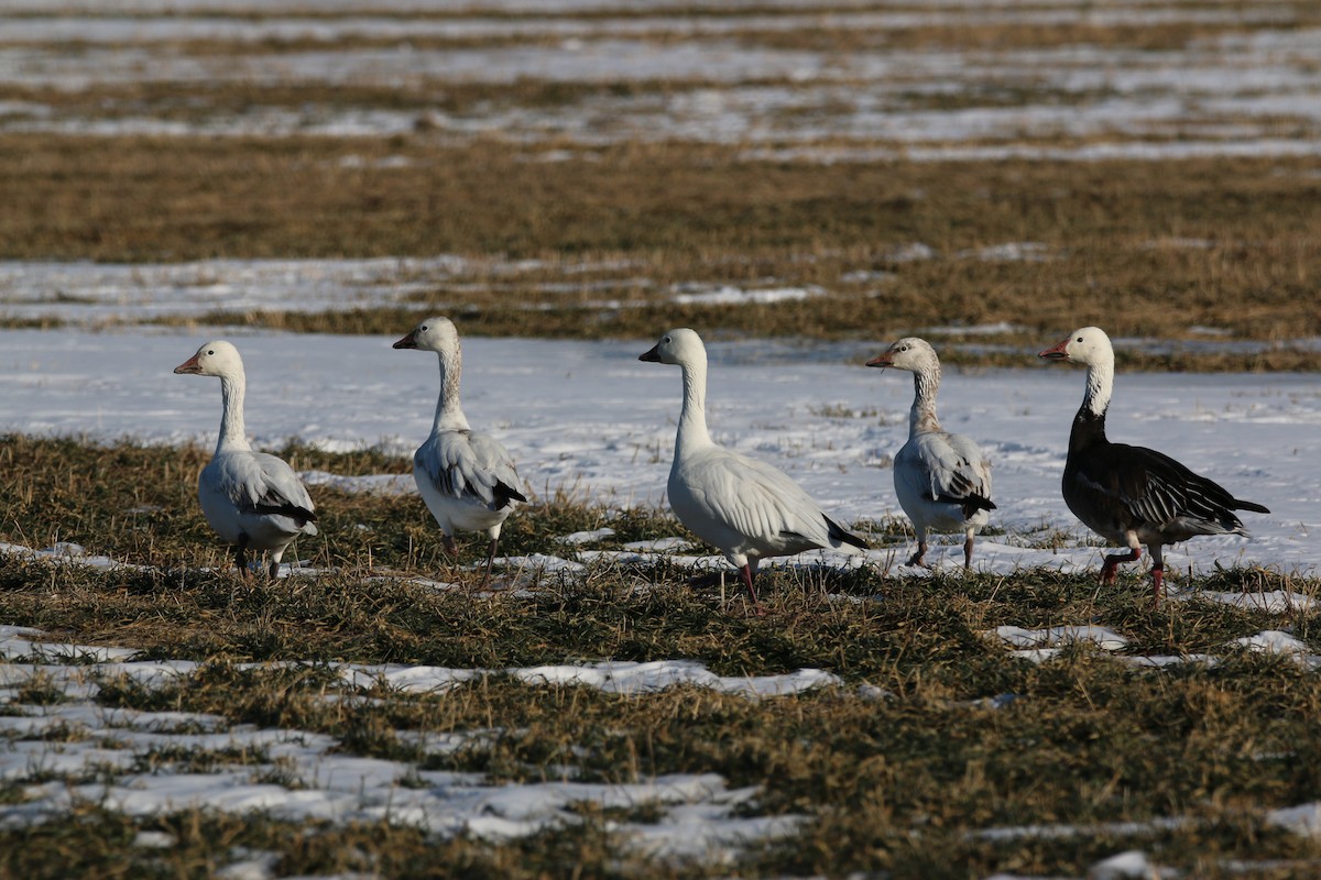 Snow Goose - ML51413911