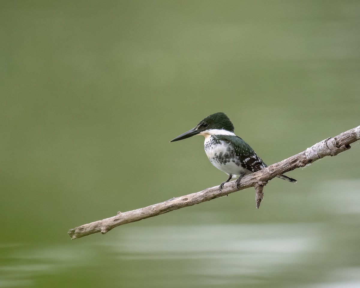 Green Kingfisher - Graham Deese