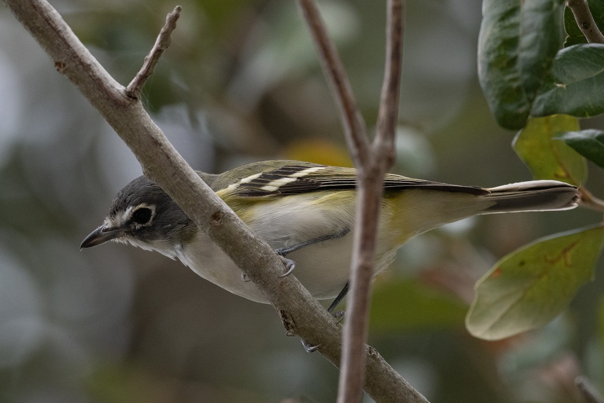 Blue-headed Vireo - ML514139361