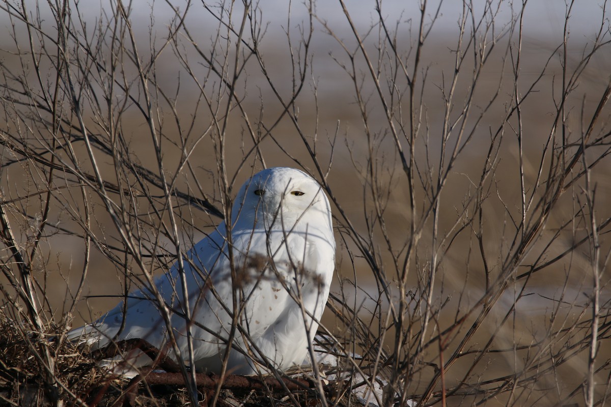 Snowy Owl - ML51414061