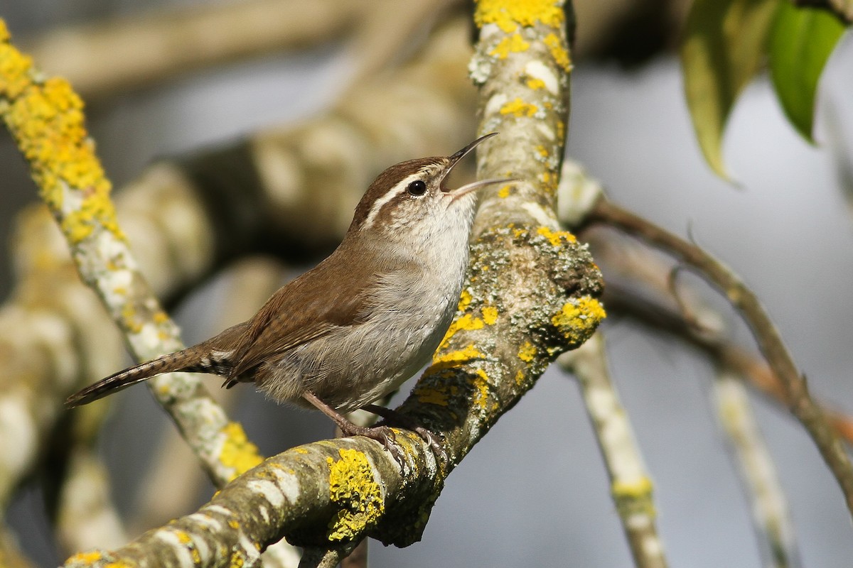 Bewick's Wren - Evan Lipton