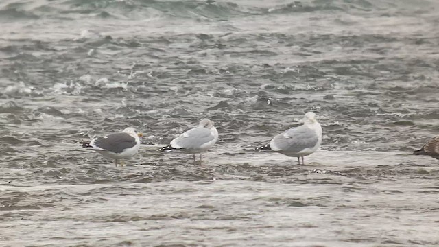 Lesser Black-backed Gull - ML514142311