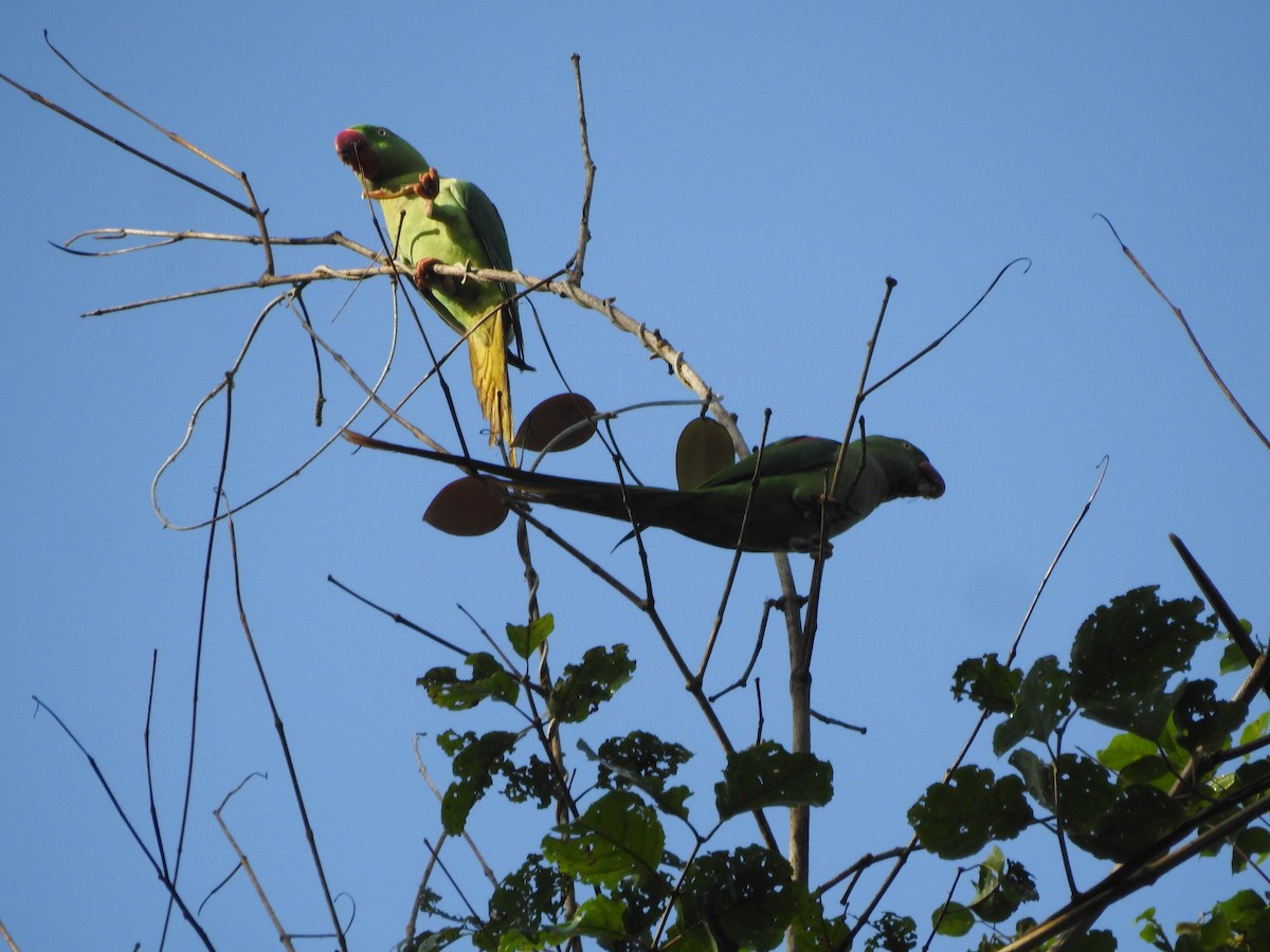 Alexandrine Parakeet - ML514142531