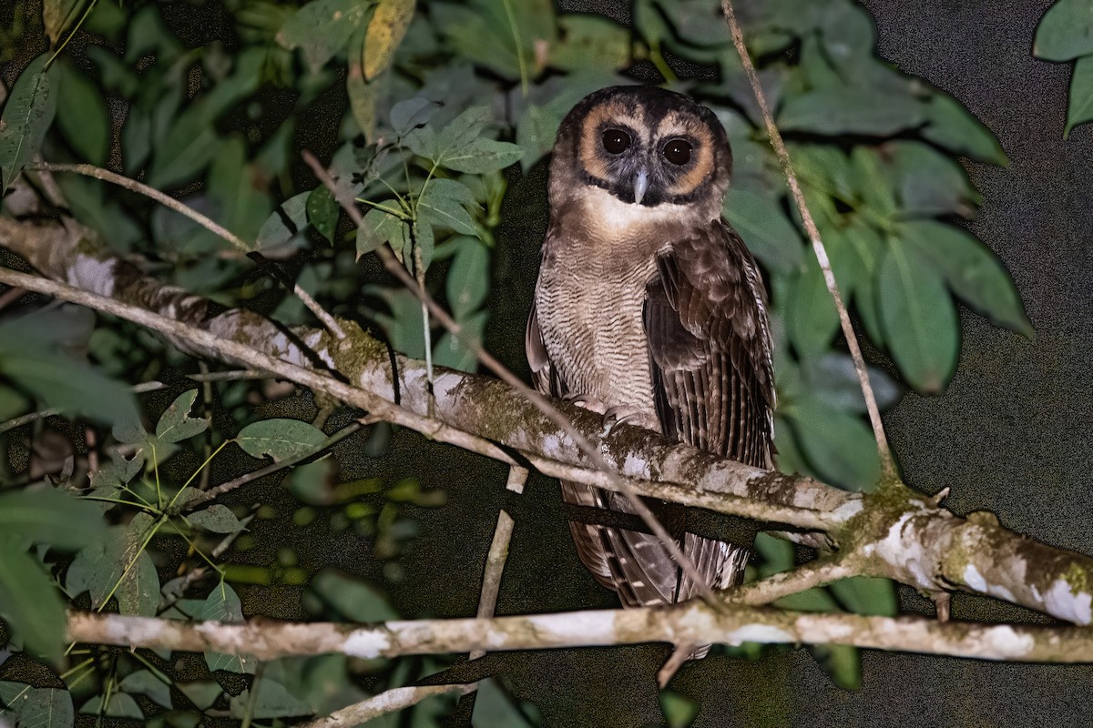 Brown Wood-Owl - ML514142651