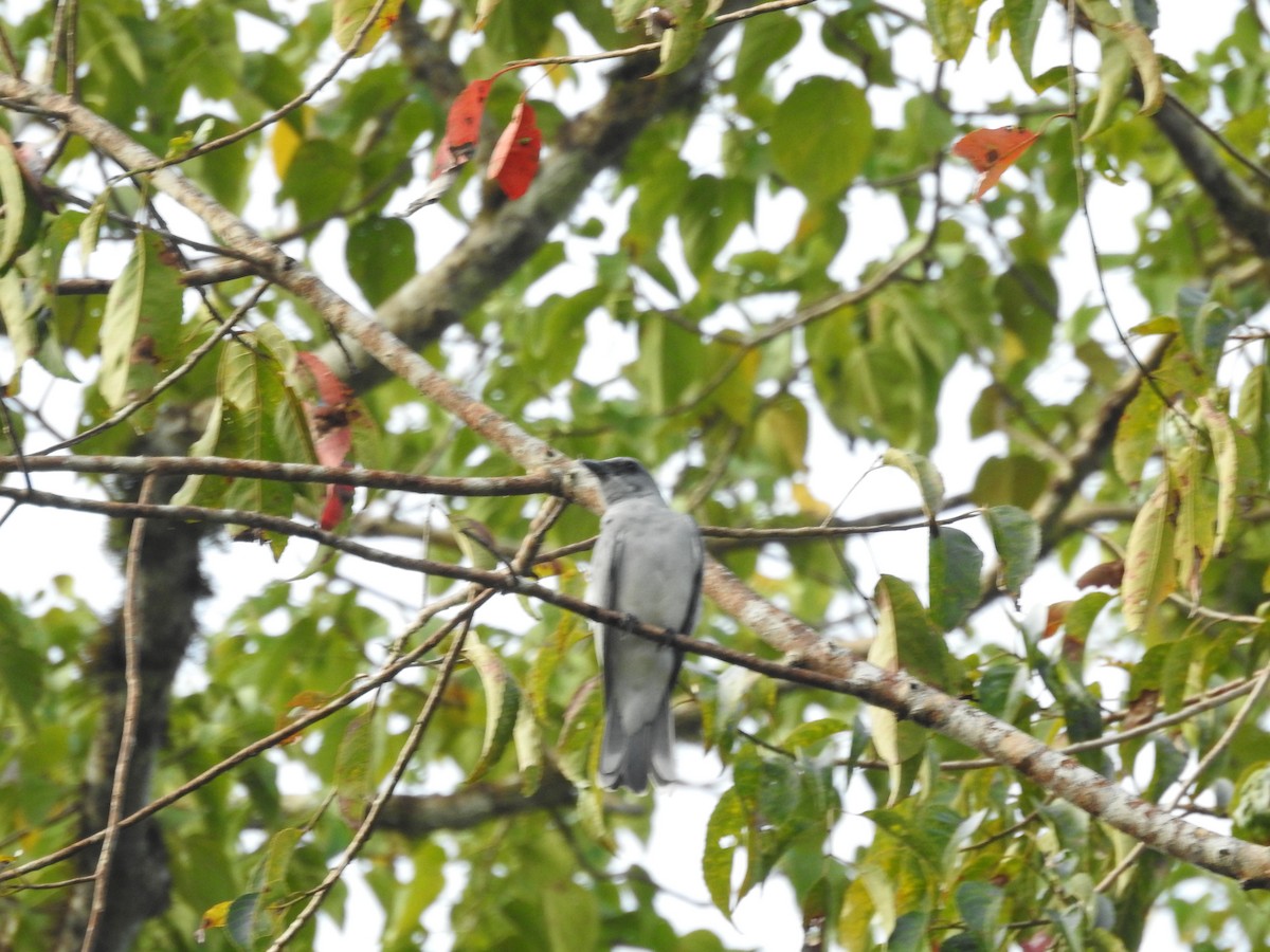 Large Cuckooshrike - ML514143581