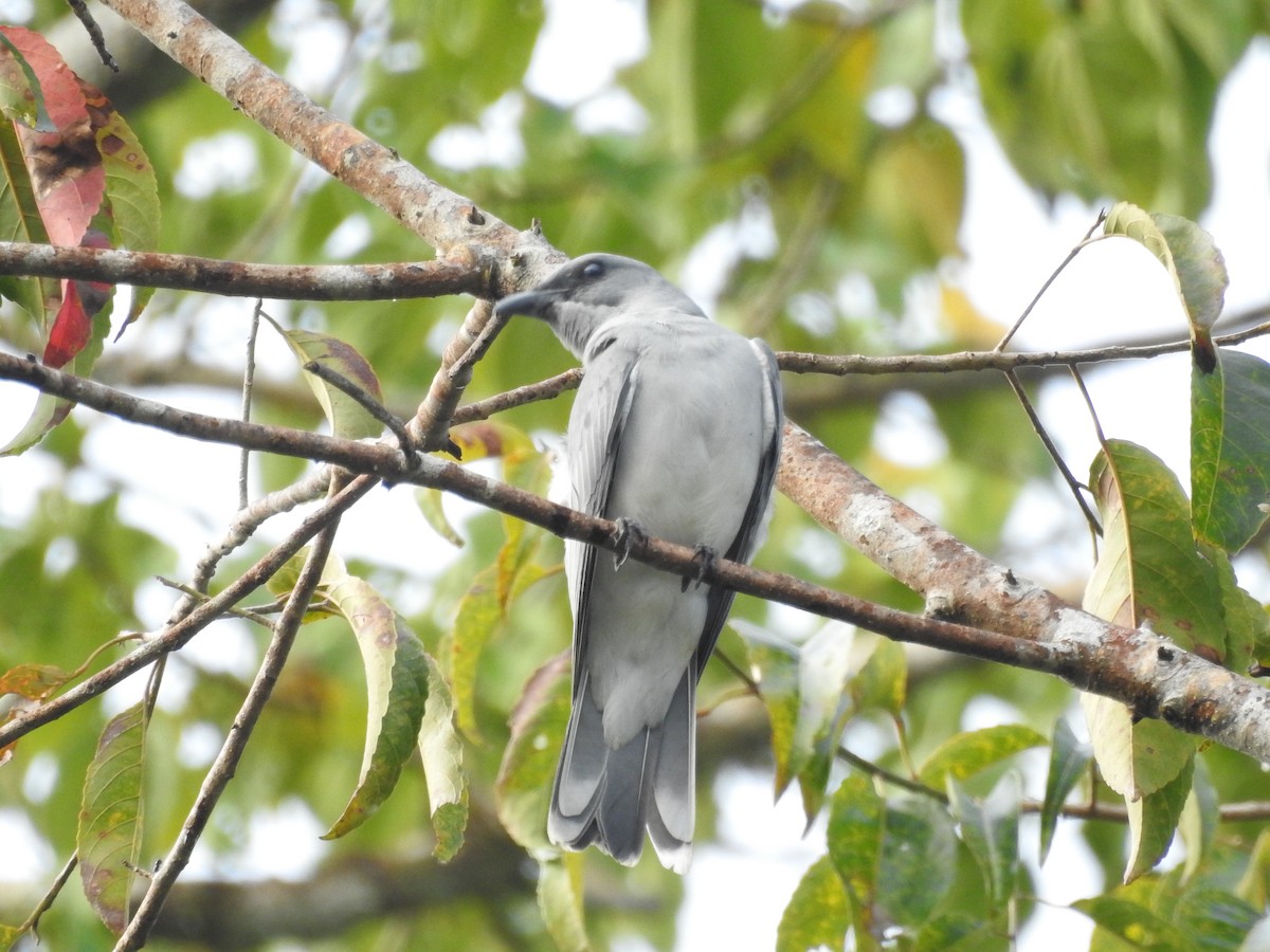 Large Cuckooshrike - ML514143591