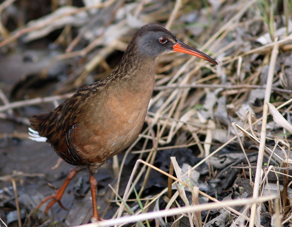 Virginia Rail - ML51414481