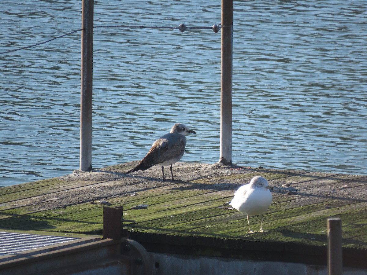 Mouette atricille - ML514144921