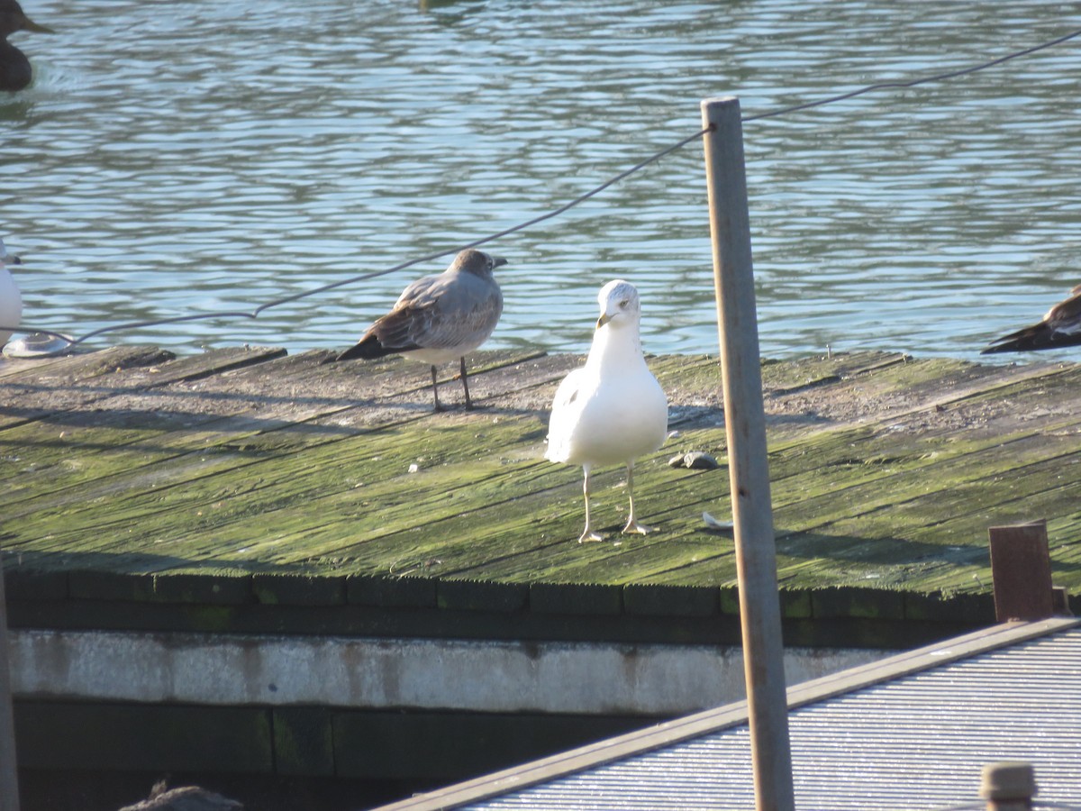 Laughing Gull - Richard Fleming