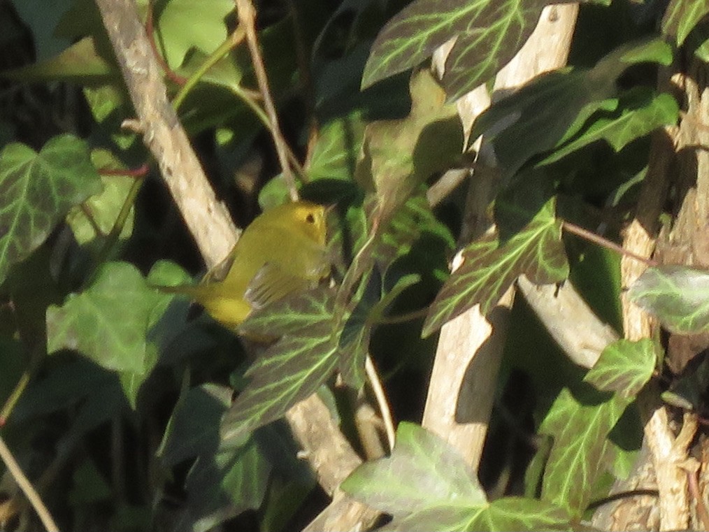 Wilson's Warbler - ML514145371