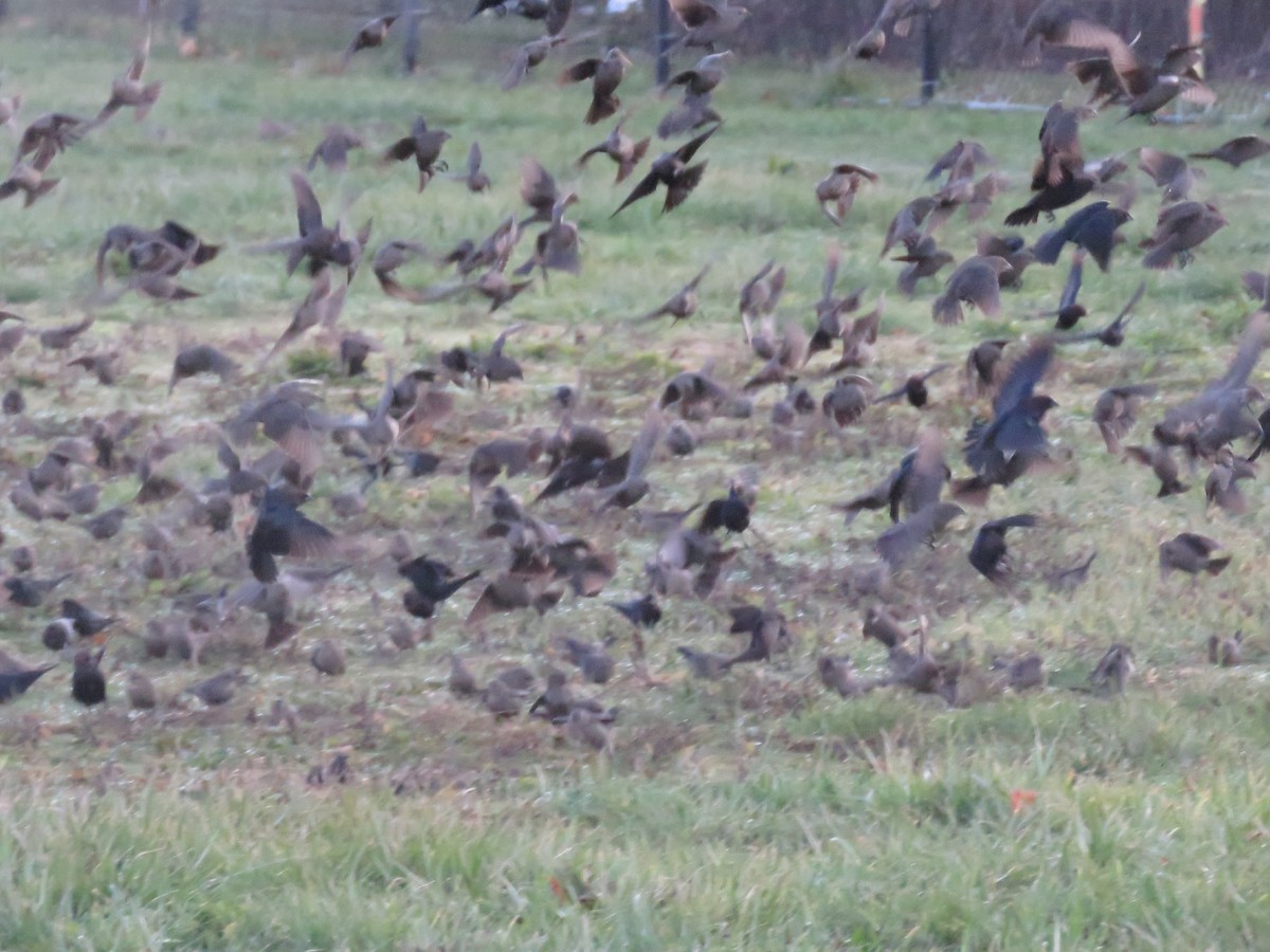 Brown-headed Cowbird - ML514145601