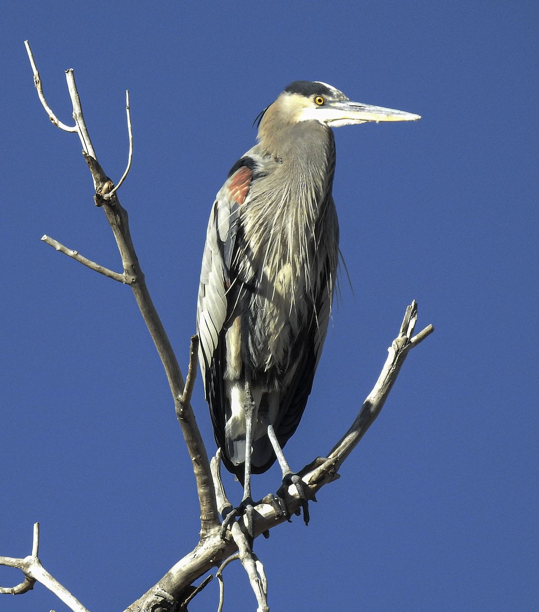 Garza Azulada - ML514145861