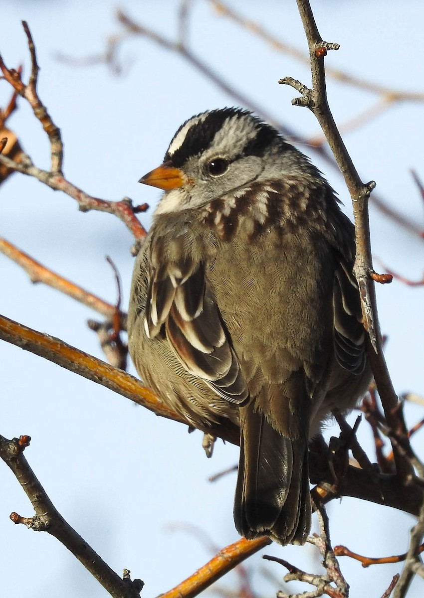 White-crowned Sparrow - ML514146731