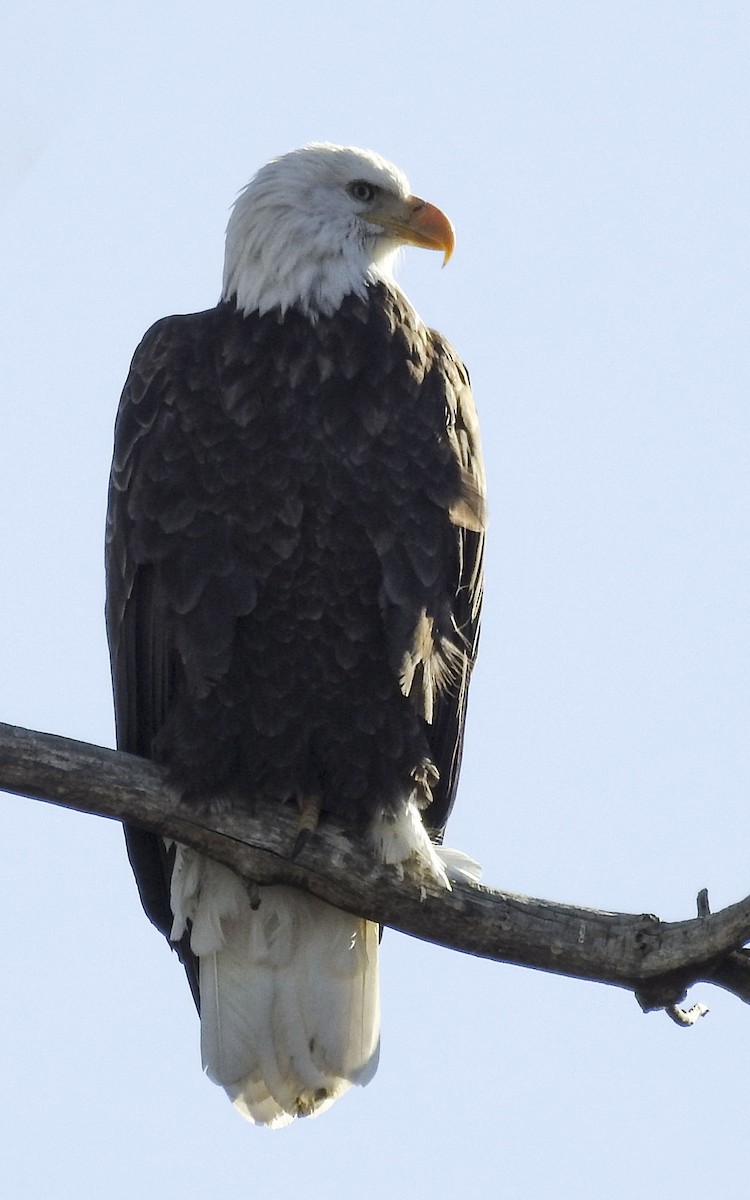 Bald Eagle - ML514147131