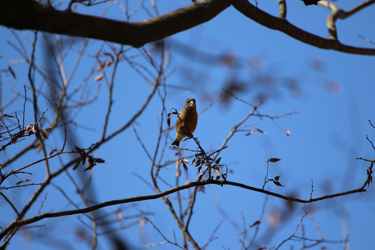 Oriental Greenfinch - ML514147281