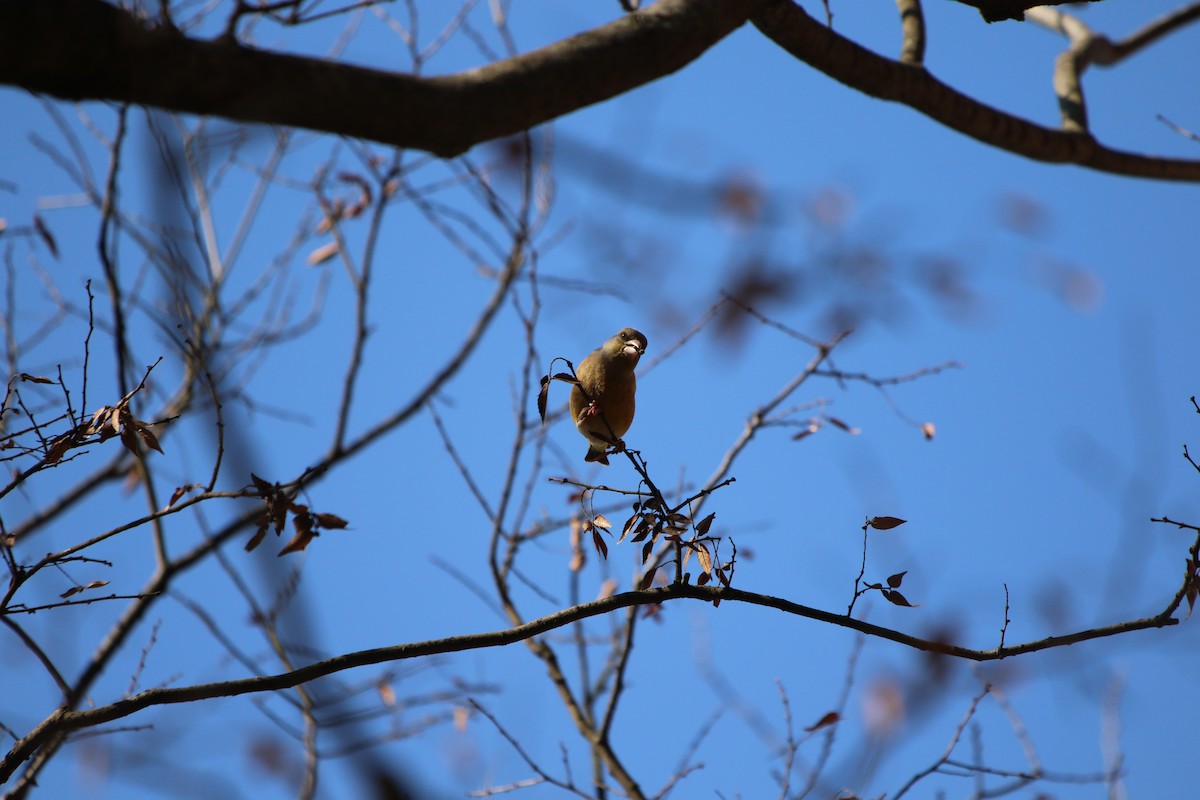 Oriental Greenfinch - ML514147291