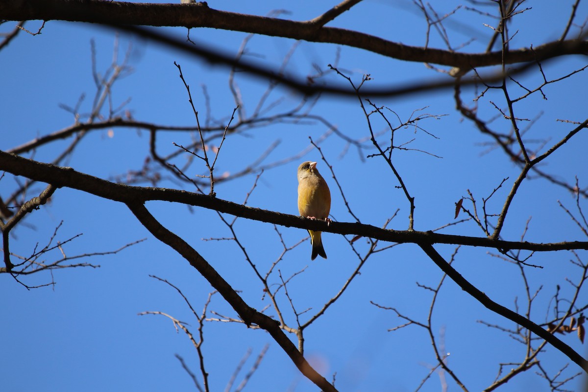 Oriental Greenfinch - ML514147301