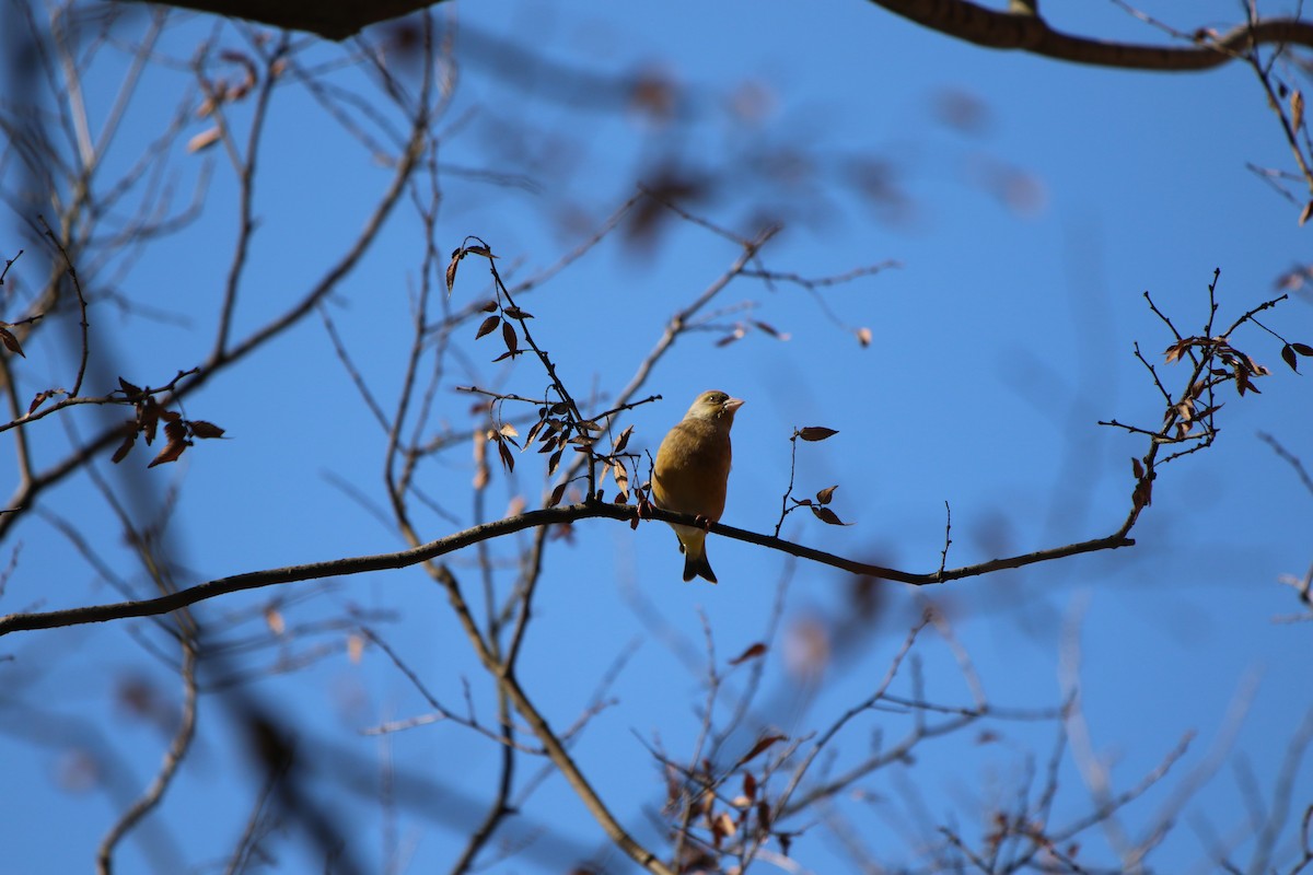 Oriental Greenfinch - ML514147321