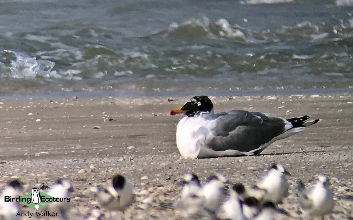 Pallas's Gull - Andy Walker - Birding Ecotours