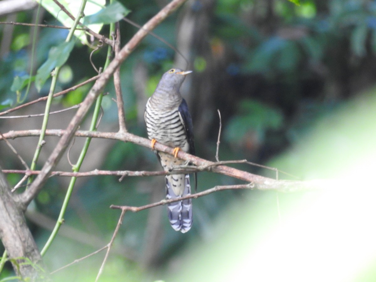 Indian Cuckoo - ML514148271