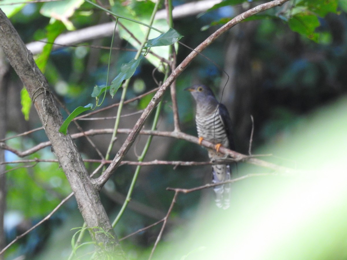 Indian Cuckoo - ML514148311