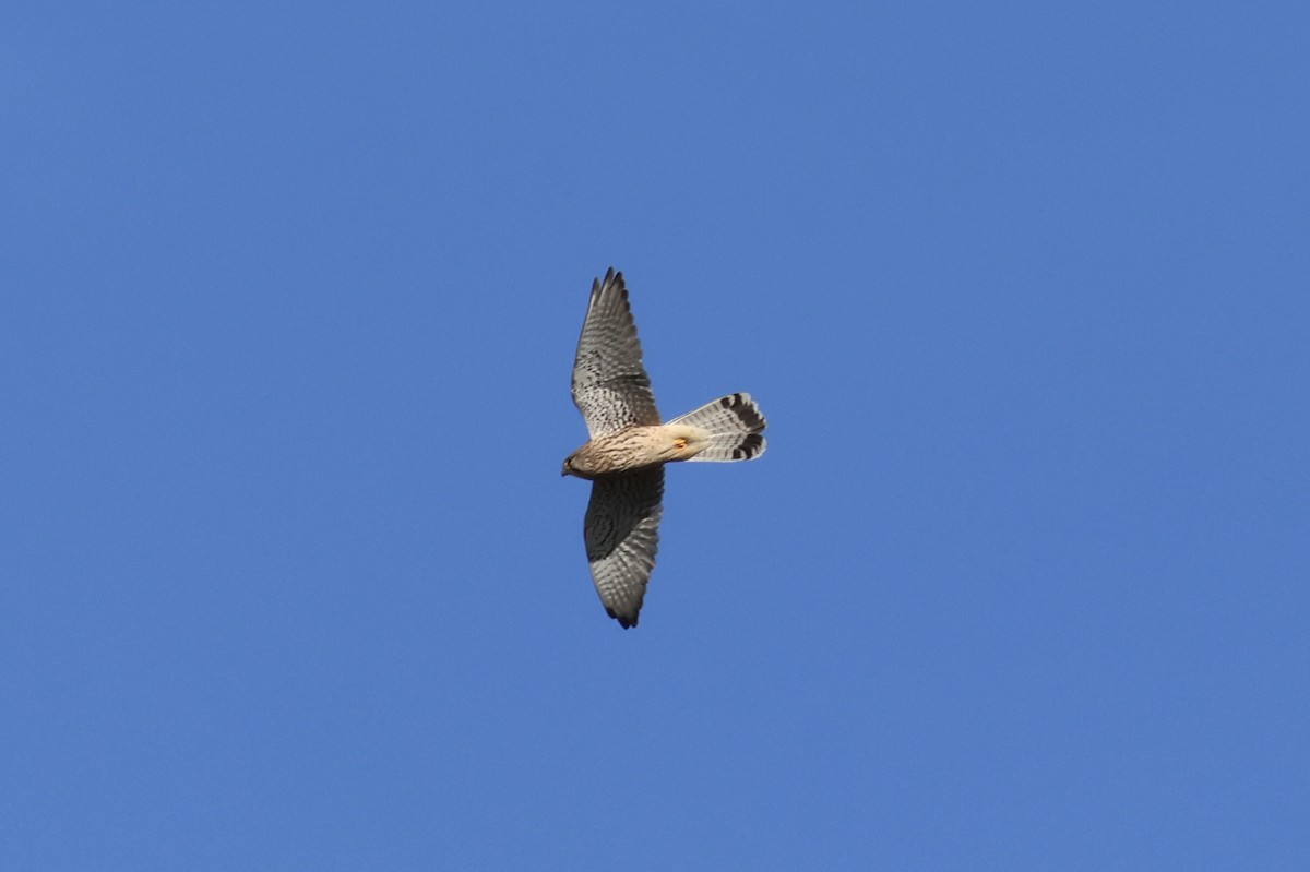 Eurasian Kestrel - Joseba Amenabar