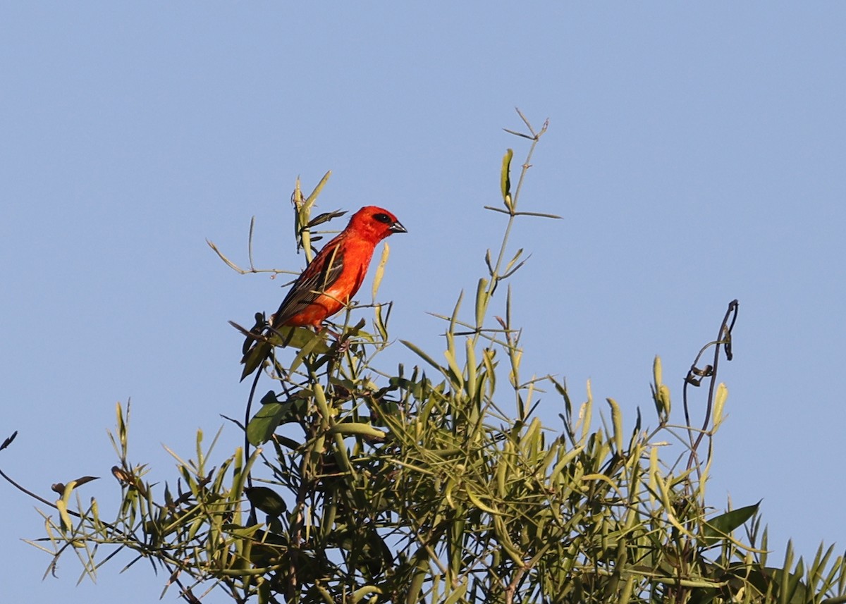 Red Fody - ML514149431