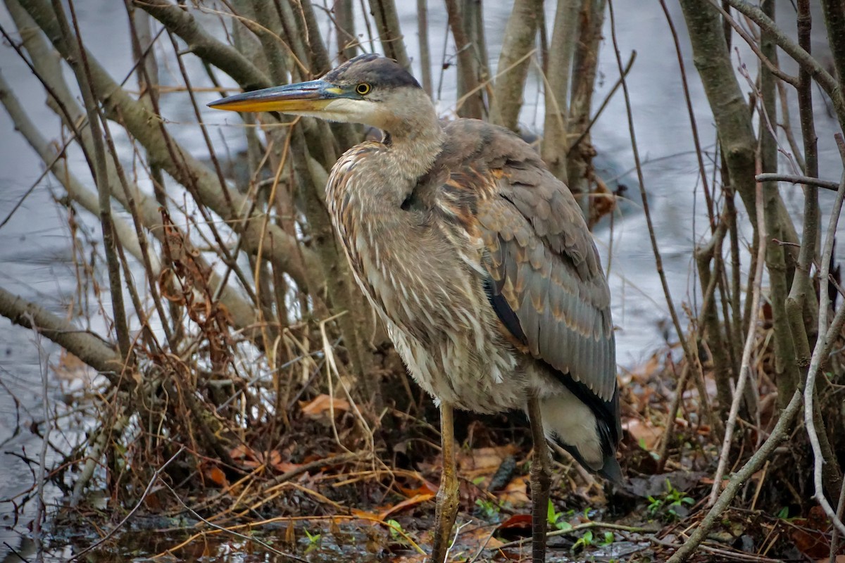 Great Blue Heron - Laura Sisitzky