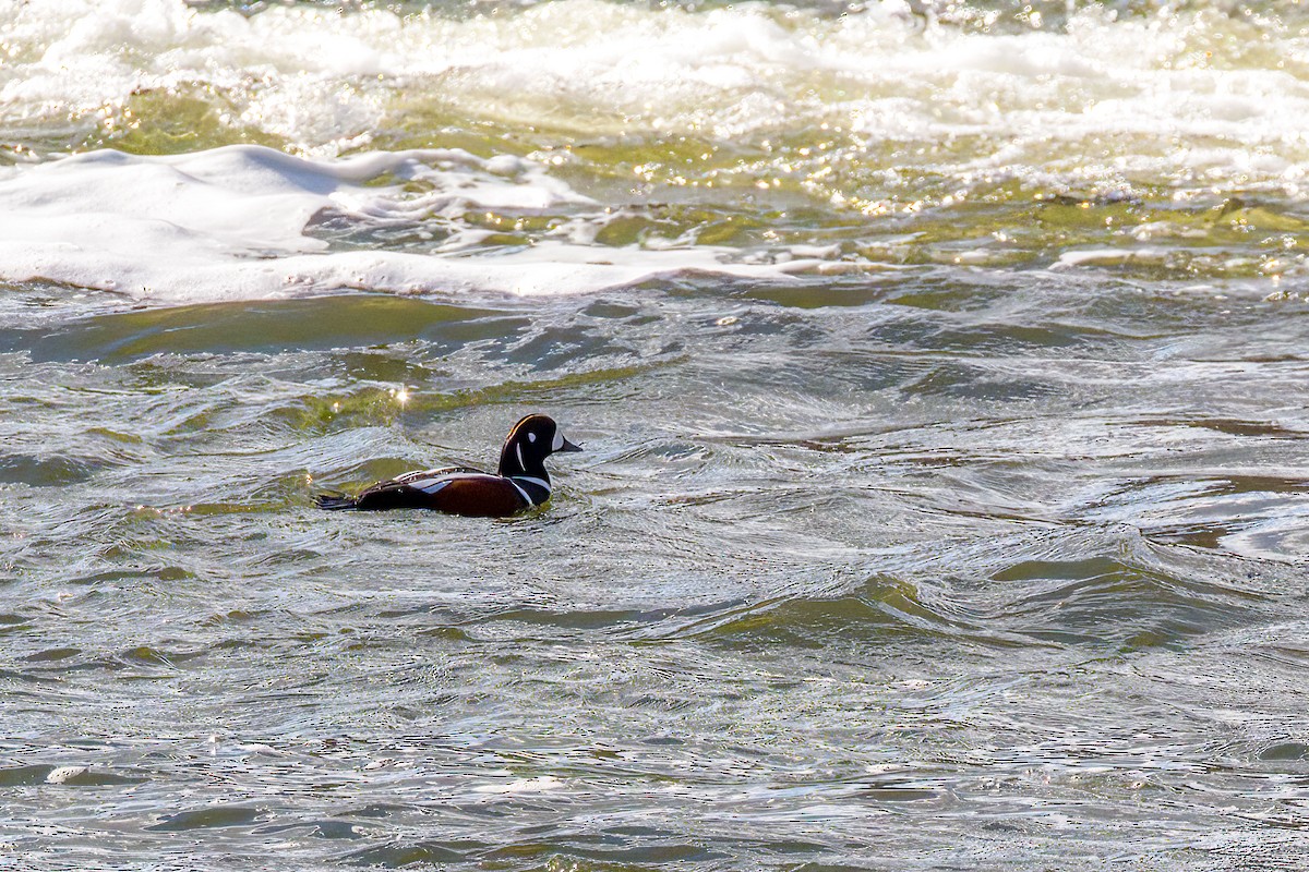 Harlequin Duck - Tom Davis