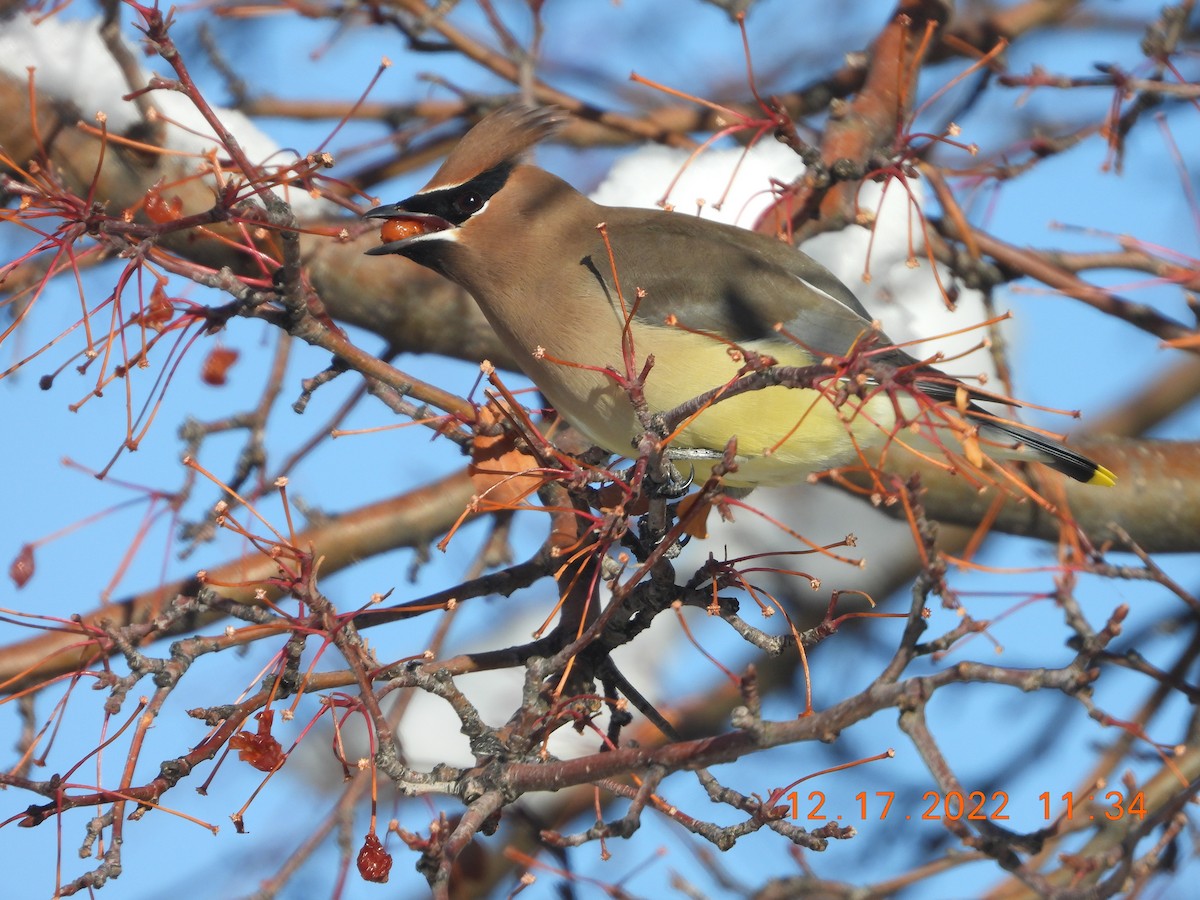 Cedar Waxwing - ML514151511