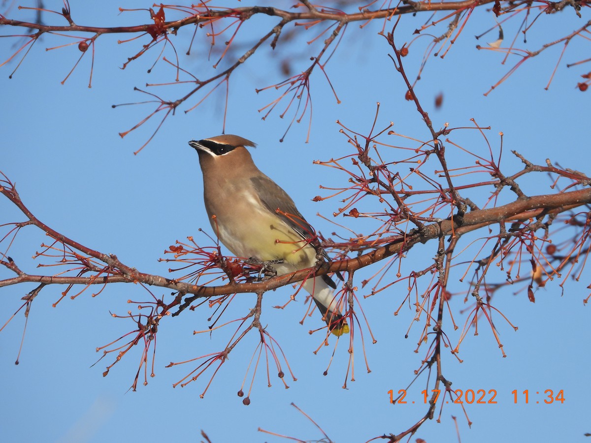 Cedar Waxwing - ML514151521