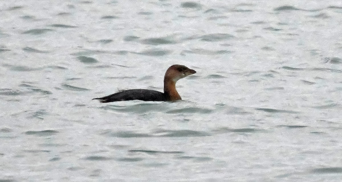 Pied-billed Grebe - ML514151631