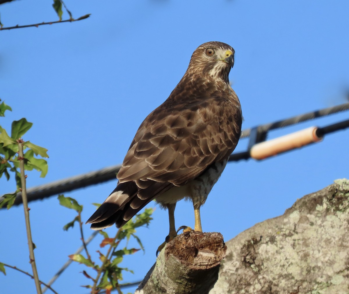 Breitflügelbussard - ML514155731