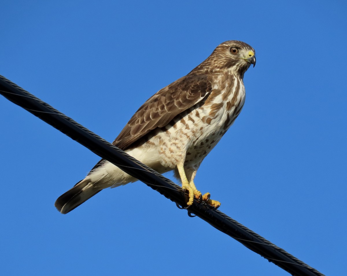 Breitflügelbussard - ML514156461