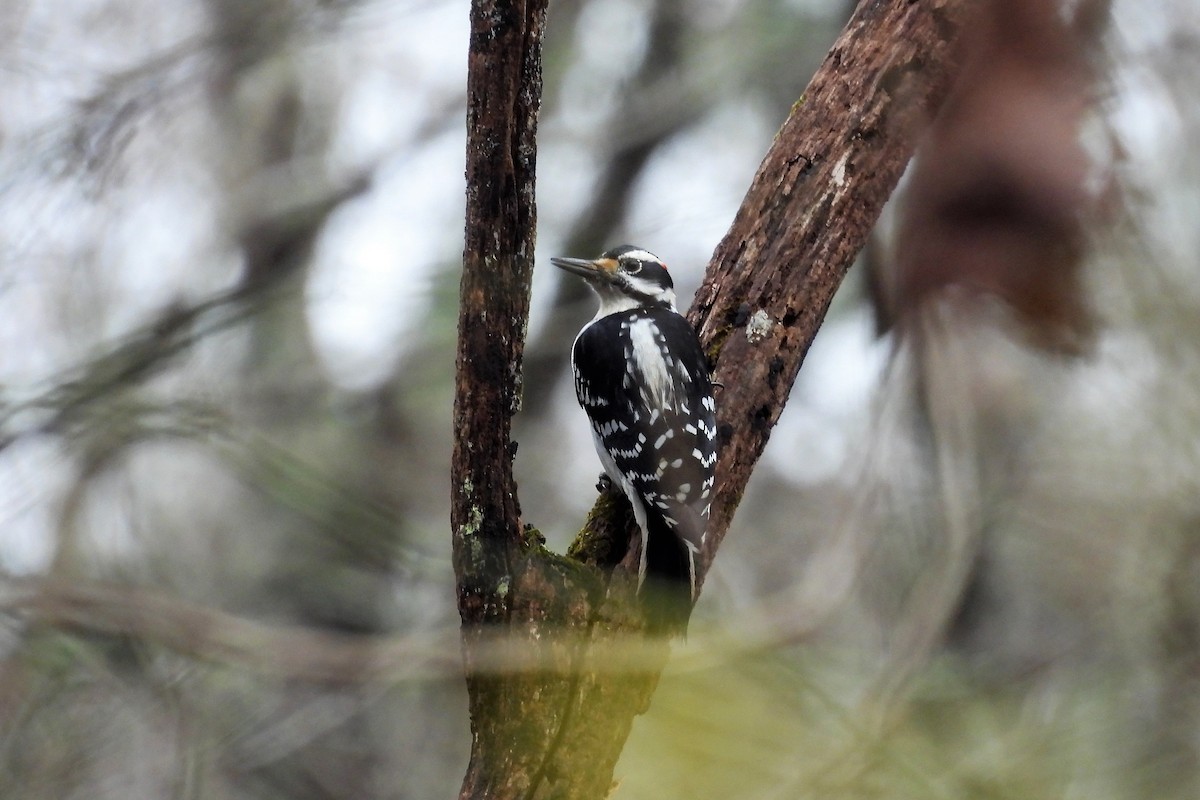 Hairy Woodpecker - S. K.  Jones