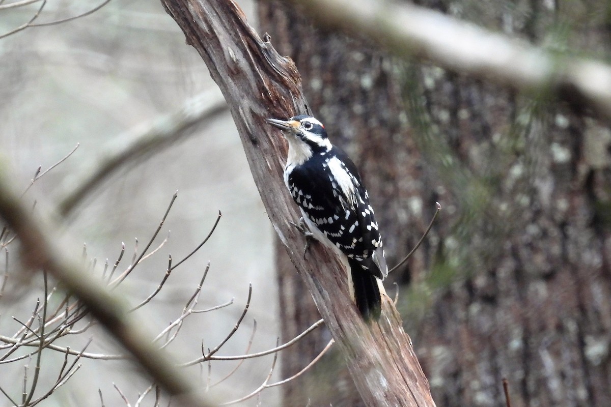 Hairy Woodpecker - ML514157001