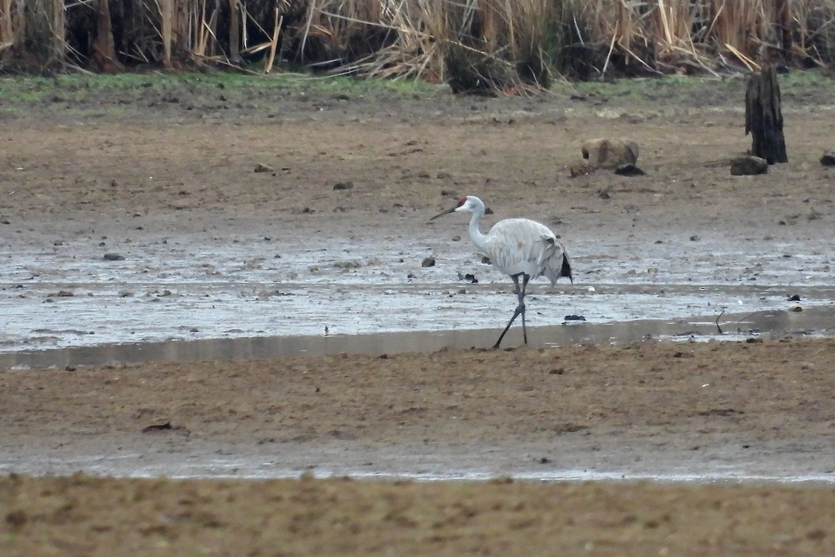 Sandhill Crane - S. K.  Jones