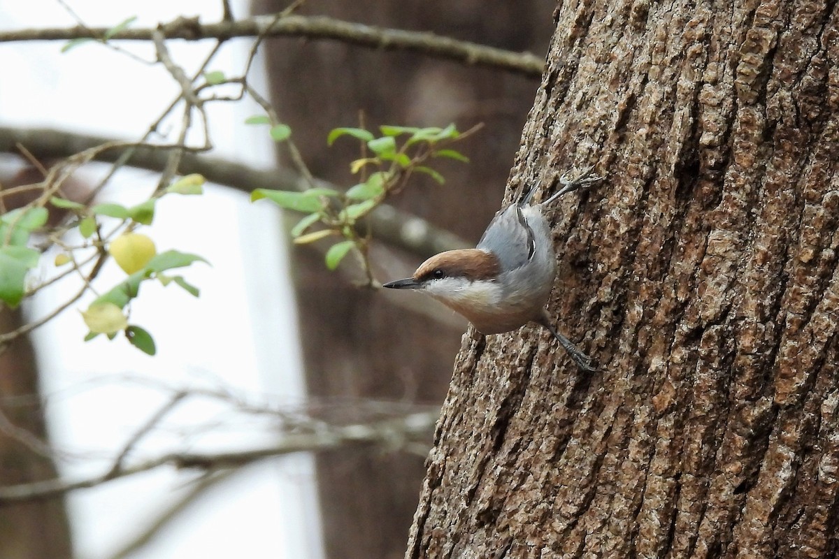 Brown-headed Nuthatch - ML514158651