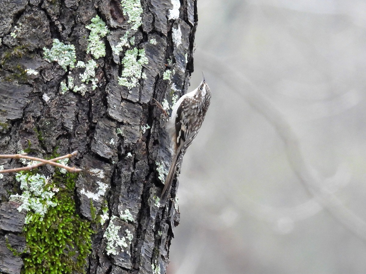 Brown Creeper - ML514158731