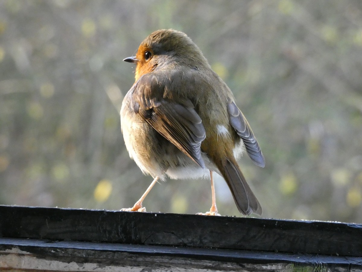 European Robin - ML514158741