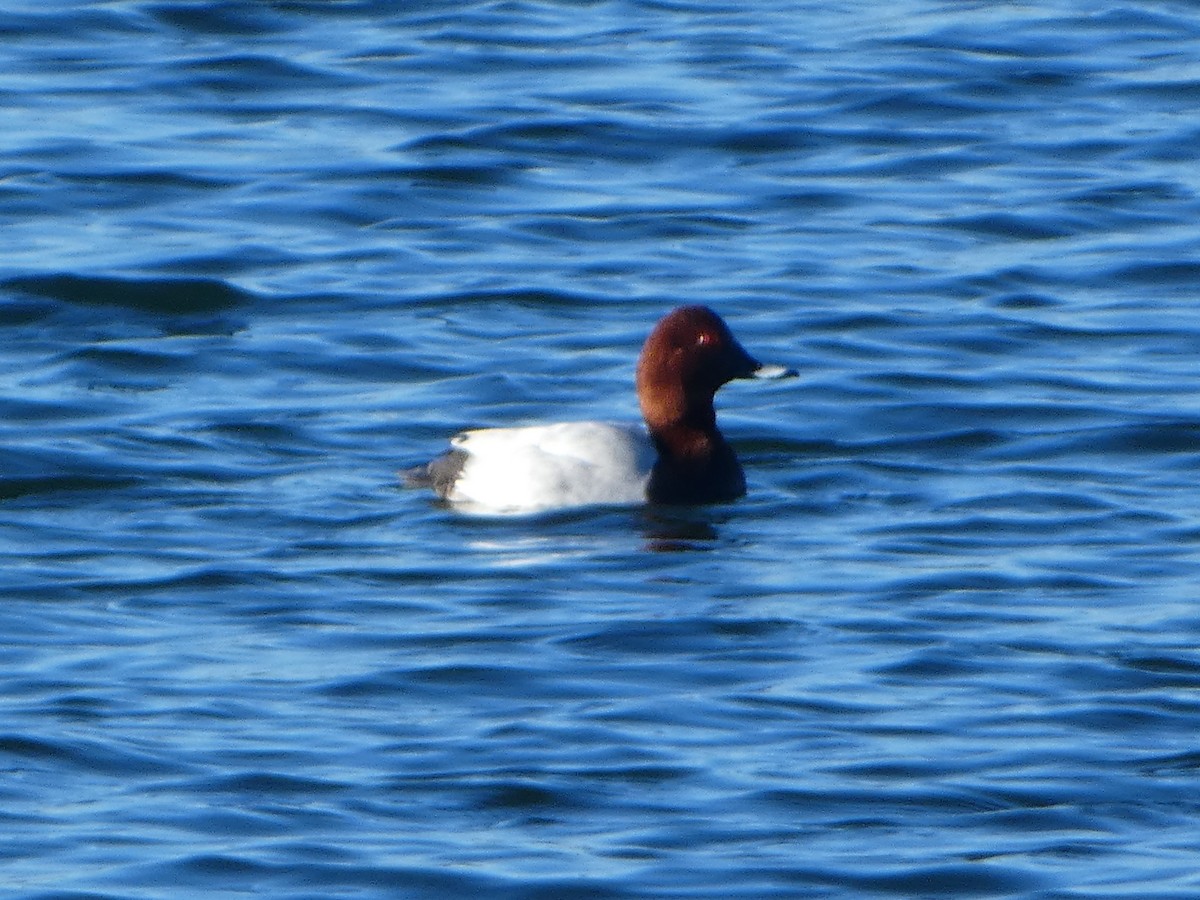 Common Pochard - ML514158821