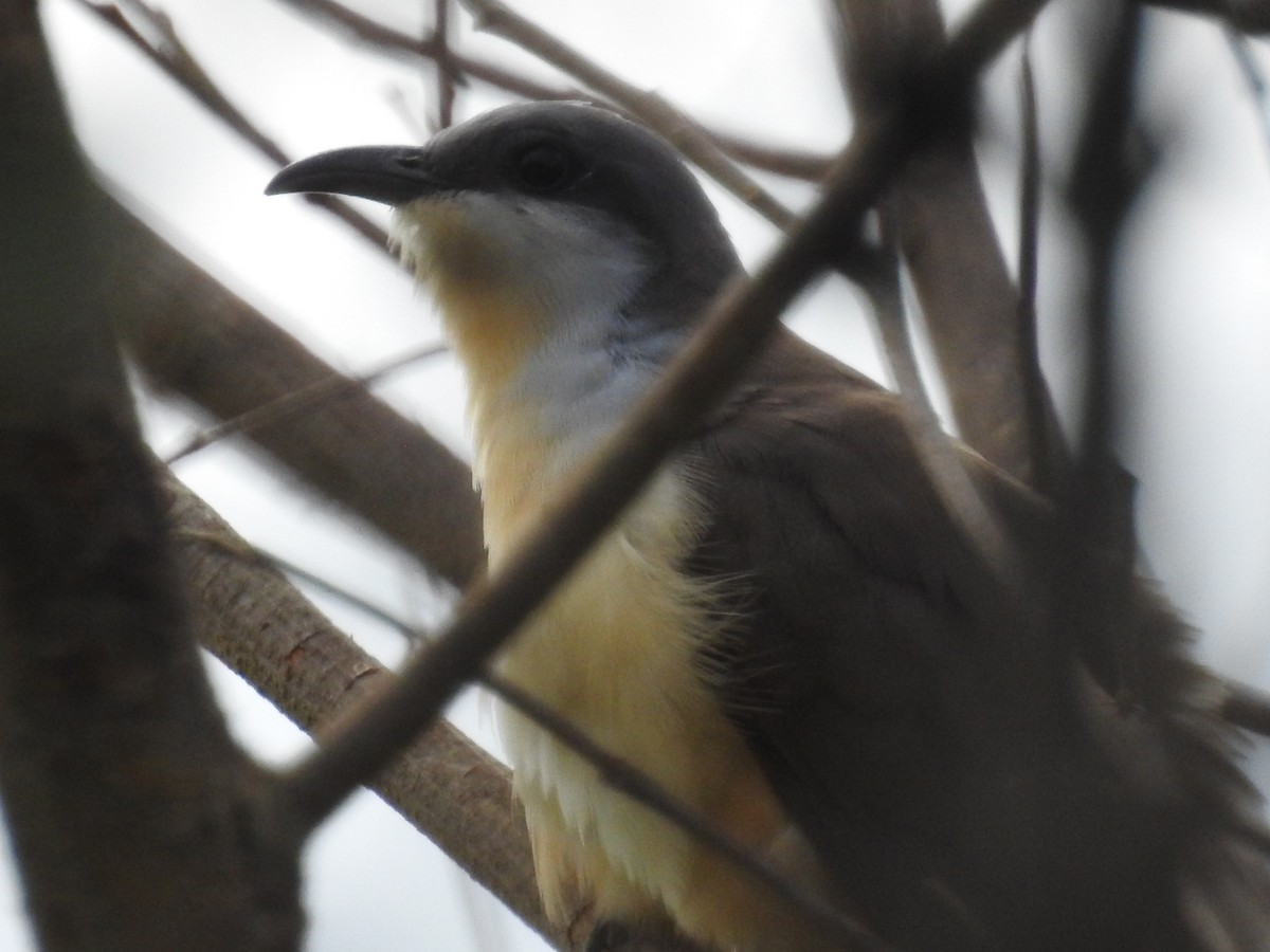 Dark-billed Cuckoo - ML514158911